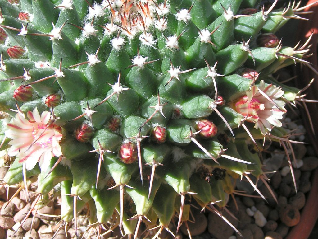 Mammillaria mystax